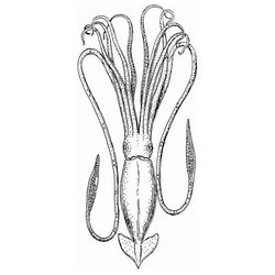 Pulpo #8813