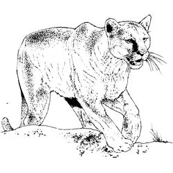 Puma #8817