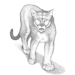 Puma #8820