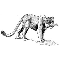 Puma #8822