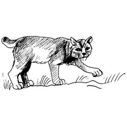 Puma #8826