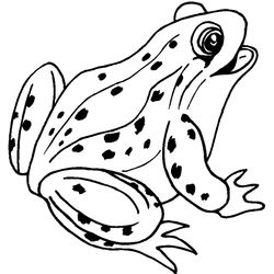 Rana #8832