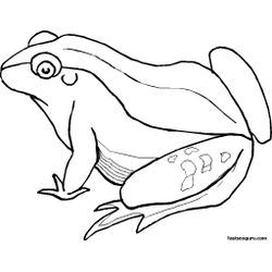 Rana #8881