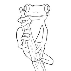 Rana #8924