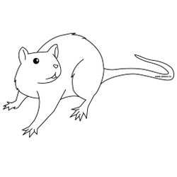 Rata #8956