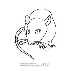 Rata #8957