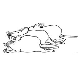 Rata #8965