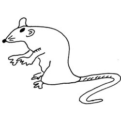 Rata #8971