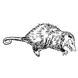 Rata #8976