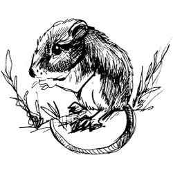 Rata #8977