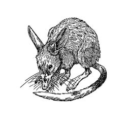 Rata #8997