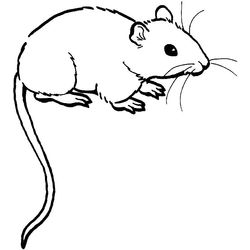 Ratón #9017