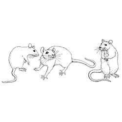 Ratón #9025