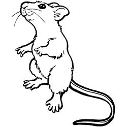 Ratón #9026