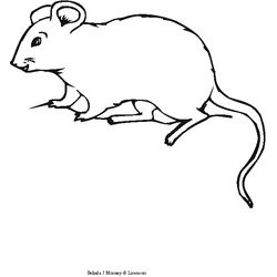 Ratón #9034