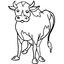 Vaca #9081