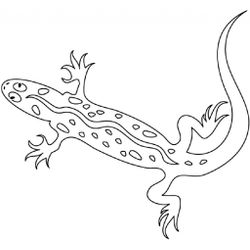 Salamandra #9091