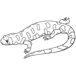 Salamandra #9092