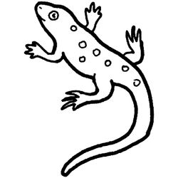Salamandra #9095