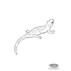 Salamandra #9096