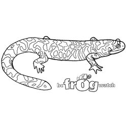 Salamandra #9097