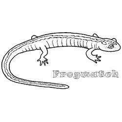 Salamandra #9098