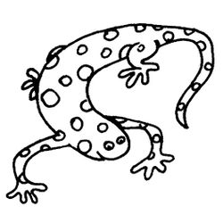 Salamandra #9100