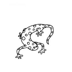 Salamandra #9105
