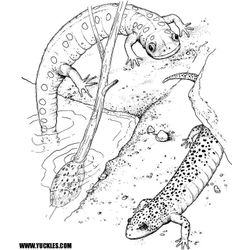 Salamandra #9106