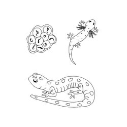 Salamandra #9107