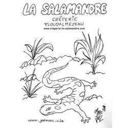 Salamandra #9108
