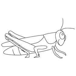 Saltamontes #9112