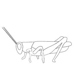 Saltamontes #9113
