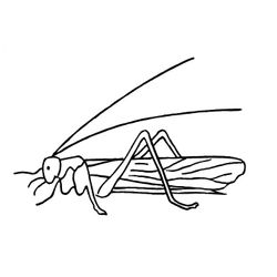 Saltamontes #9116