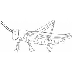 Saltamontes #9119