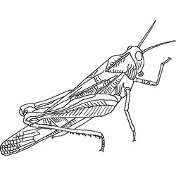 Saltamontes #9121
