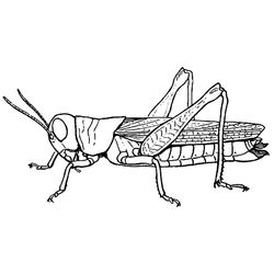 Saltamontes #9122