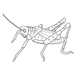 Saltamontes #9123