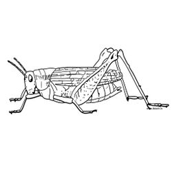 Saltamontes #9124