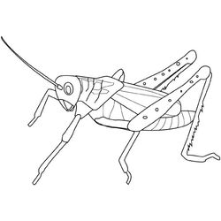 Saltamontes #9125