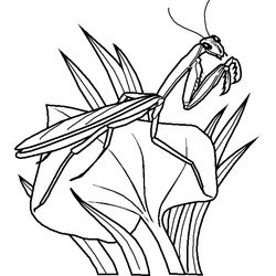 Saltamontes #9139