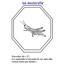 Saltamontes #9143