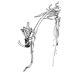 Saltamontes #9144