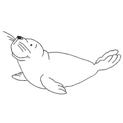 Foca #9147