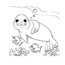 Foca #9150