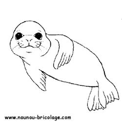 Foca #9151