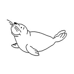 Foca #9153