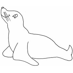 Foca #9155