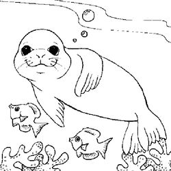 Foca #9156