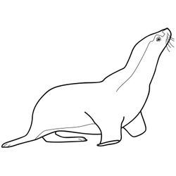 Foca #9162